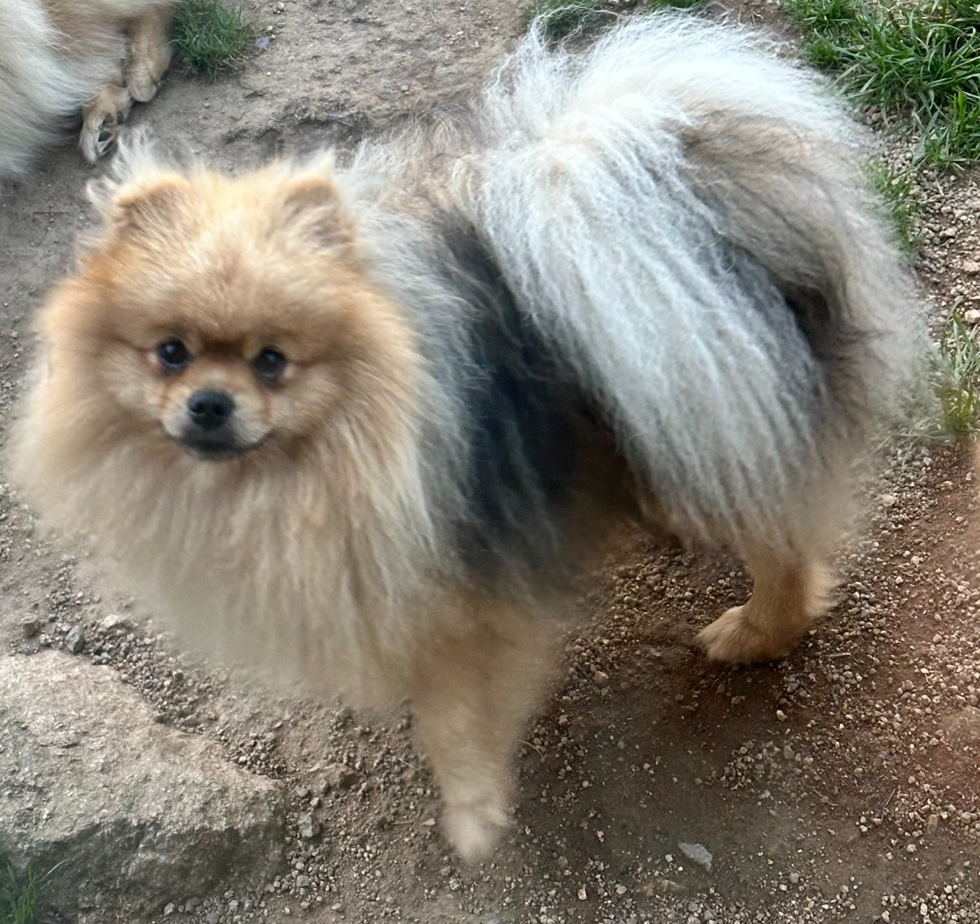 du Paradis des Peluches - Chiots disponibles - Spitz allemand