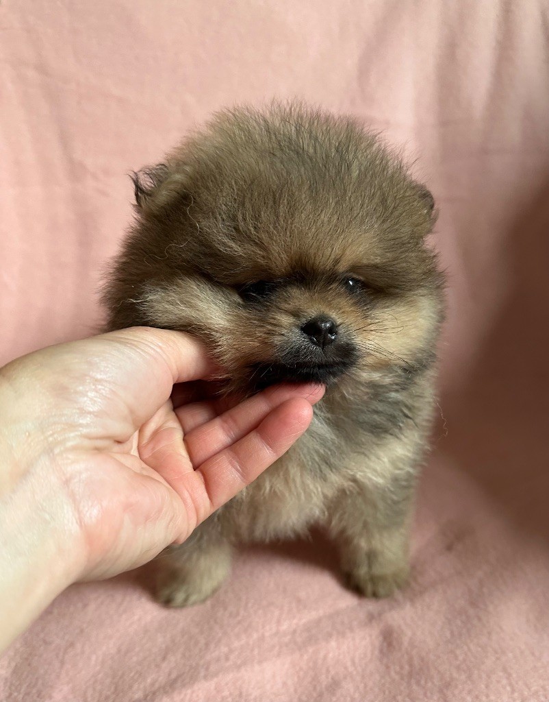 Chiot Spitz allemand du Paradis des Peluches