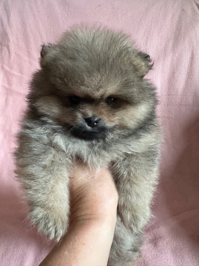 du Paradis des Peluches - Chiots disponibles - Spitz allemand