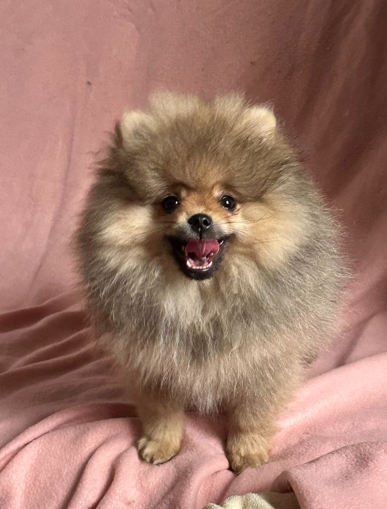 du Paradis des Peluches - Chiots disponibles - Spitz allemand